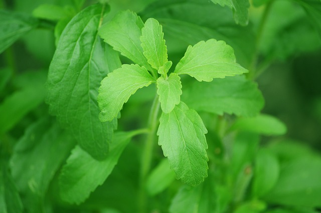 rostlinka stevia